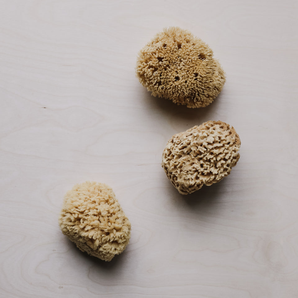 Natural Sea Sponge