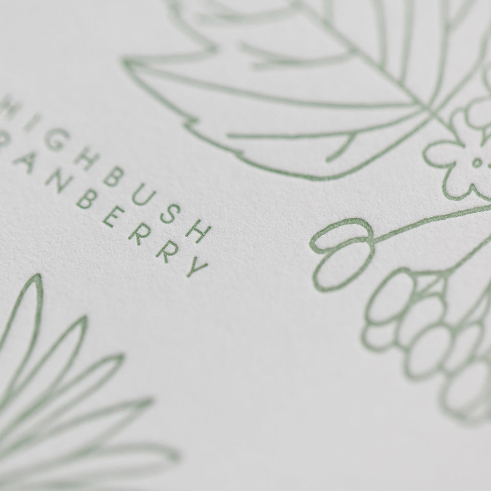 Native Plants of the American Midwest Letterpress Print