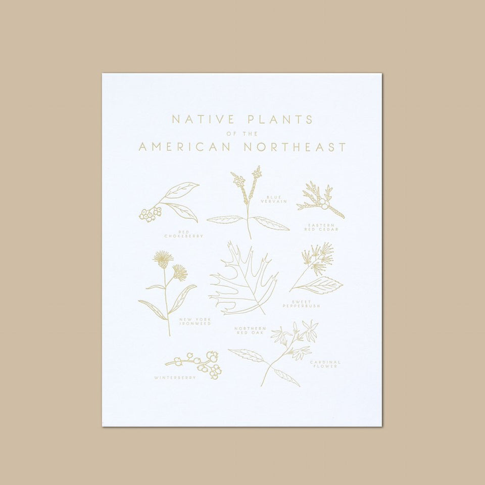 Native Plants of the American Northeast Letterpress Print